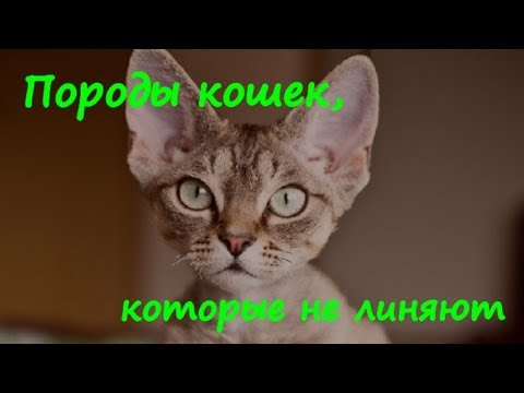 ПОРОДЫ КОШЕК, КОТОРЫЕ НЕ ЛИНЯЮТ  BREEDS OF CATS THAT DO NOT SHED