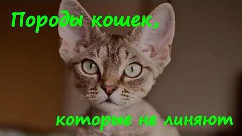 ПОРОДЫ КОШЕК, КОТОРЫЕ НЕ ЛИНЯЮТ  BREEDS OF CATS THAT DO NOT SHED