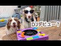 とうとう知育おもちゃでDJデビューすることになったガルチェロです🐶📀🎶【ボーダーコリー×オーストラリアンシェパード】