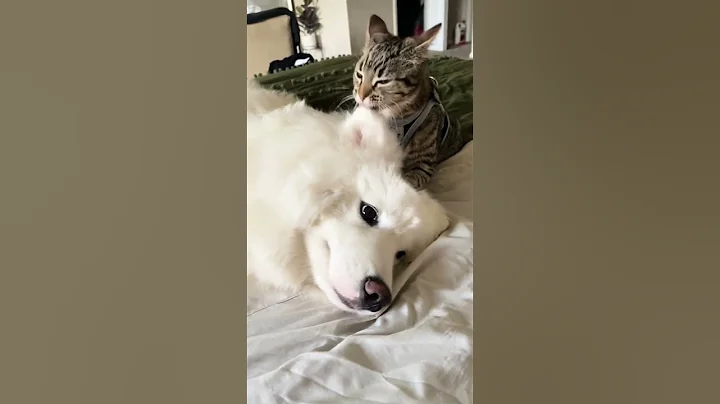 Video 5595691: animals funniest cats dogs, dog cat funniest baby, cats best funniest animals