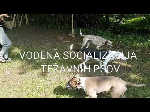 Video: Kako Vse Spremeniti V Tečaj Agilnosti Pasjih Psov Parkour