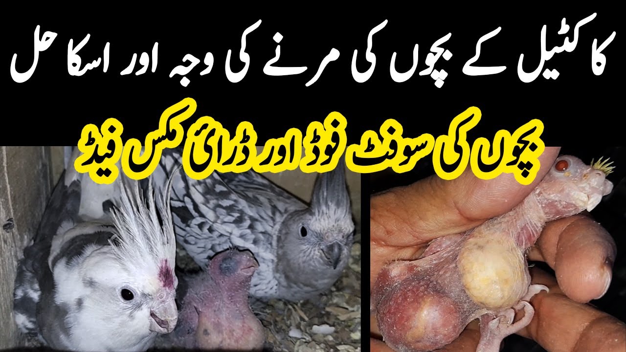 Cockatiel Chicks Death Reasons & Its Solutions | Chicks Soft Food & Dry Mix Feed | Lodhi Birds