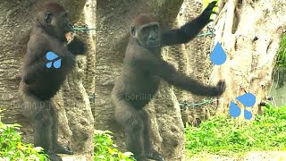 Jabali loves to play in water😆🤣💦|D&#39;jeeco Family|Gorilla|Taipei zoo