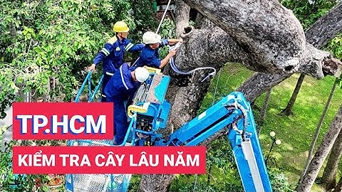 TP.HCM: Dùng xe nâng 40m, flycam kiểm tra cây lâu năm