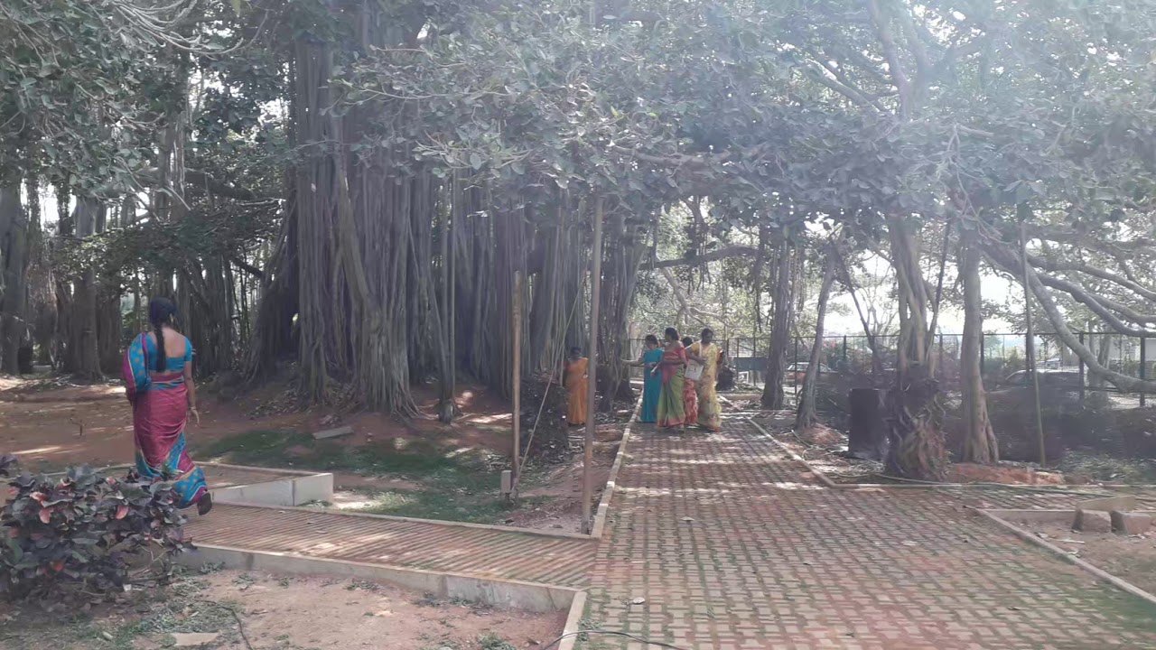 Dodda Alada Mara The Banyan Tree YouTube