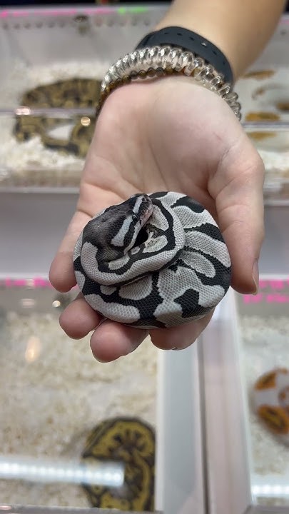 INCREDIBLE DESERT GHOST AXANTHIC BALL PYTHON - YouTube