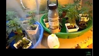 Junk Yard 420 TNB Naturals Delights in the Garden I see a big difference in the veg time with TNBCO2