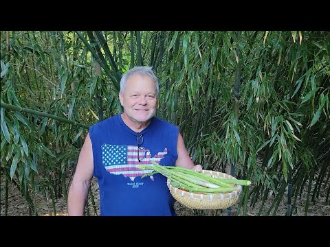 Video THU HOẠCH MĂNG TÂY,CHERY VƯỜN NHÀ, DÂU TÂY, ÔNG XÃ ĂN... - youtube