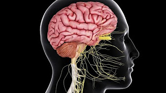 Physiology | Central Nervous System | - YouTube