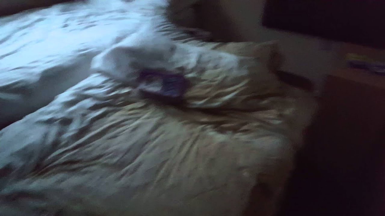 Deeside Caravan Park flood Dec 2015