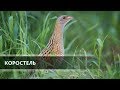 Коростель (Corncrake)