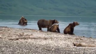 Медведица с медвежатами рядом с человеком