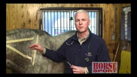 Equine Intramuscular Injections