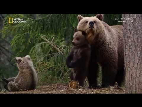 Video: Natura russa. foreste russe. Descrizione della natura russa