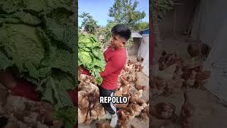 beneficios del repollo en gallinas #gallinas #animales #repollo #curiosidades #campo #shorts #fyp