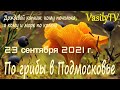 🌳По грибы в Подмосковье 23 сентября 2021 г🌳Дождевой капкан: кому печалька, а кому и море по колено