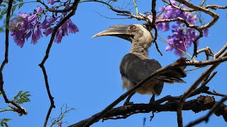 Indian Grey Hornbill (धनेश) On Jacaranda Or Neelmohar Tree  l Pune l Nikon Coolpix P950 #video