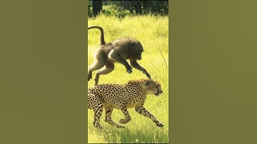 Baboon Attacks Cheetah in Epic Showdown!