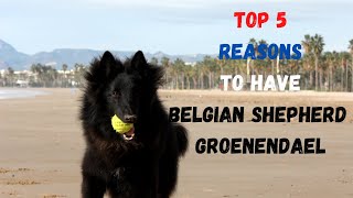 Top 5 reasons to have Belgian Shepherd Groenendael