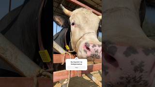 Dana Sesi Dinle - Düve,Inek, Boğa Ik