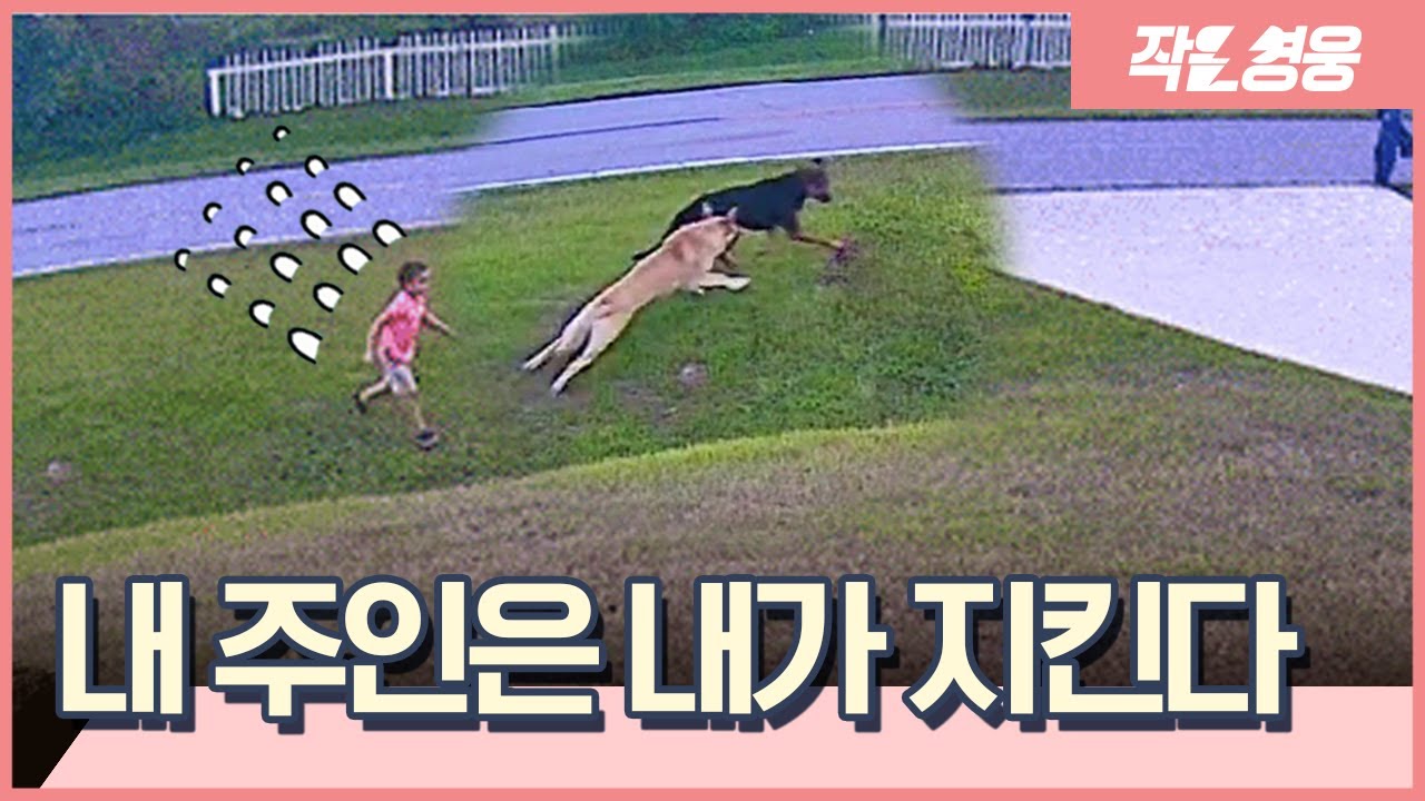 6살 아이를 지키기 위해 전력질주한 반려견 ‘탱크’ [작은영웅]