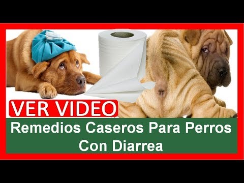 remedios para la diarrea en perros remedios para la diarrea en perros