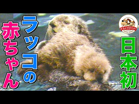 【40年前の貴重映像】まるでぬいぐるみ…日本初ラッコの赤ちゃんが可愛すぎる！鳥羽水族館で大ブームを巻き起こしたその姿を公開【どうぶつ奇想天外／WAKUWAKU】