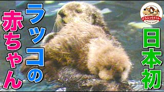 【40年前の貴重映像】まるでぬいぐるみ…日本初ラッコの赤ちゃんが可愛すぎる鳥羽水族館で大ブームを巻き起こしたその姿を公開【どうぶつ奇想天外WAKUWAKU】
