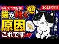 【7/11 生配信】猫が吐く原因を獣医師が解説【アーカイブは7/12まで】
