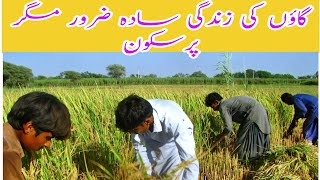 Village life punjab pakistan 2020||Daily Routine work and life styal||