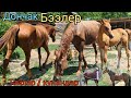 мына дончак БЭЭЛЕР чоң экен 🐎 ЖЫЛКЫЛАР РОССИЯДАН КЕЛДИ САТЫЛАТ