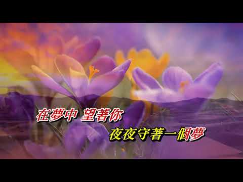 待月草〈華語〉甄妮〈歌手演唱版〉