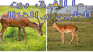 الفرق بين الغزال و الظبي