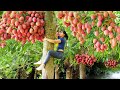 Harvesting lychee fruit  chicken eggs fruit go to market sell  tiu vn daily life