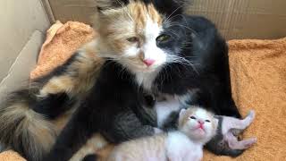 'Unconditional Love: A Street Cat Mother's Devotion to Her Kittens' ❤
