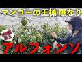 あのマンゴーの王様が信じられないくらい爆なりして驚かされた