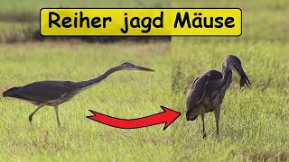 Graureiher Jagd Mäuse Im Feld