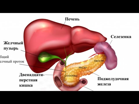 Как определить что болит печень или поджелудочная? - YouTube