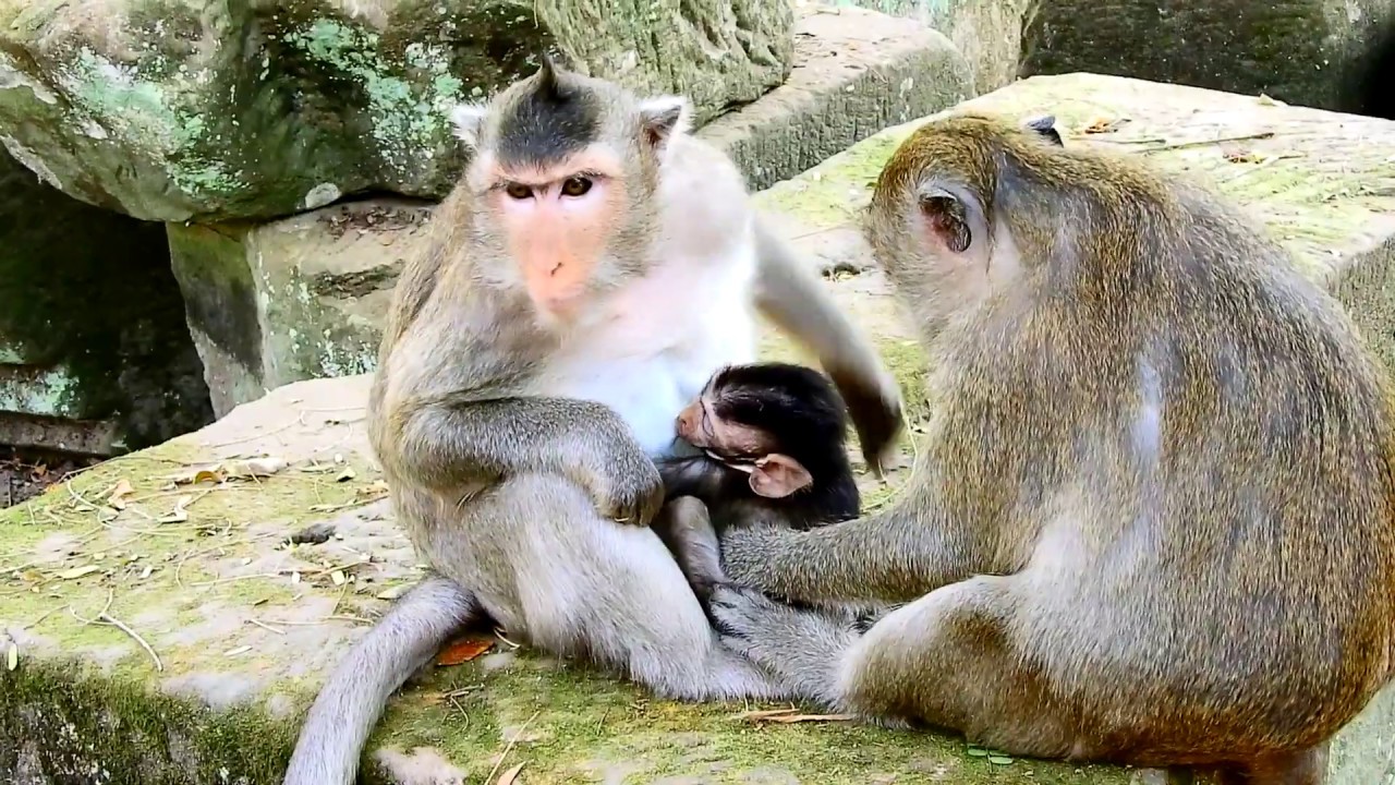 pet monkey canada Brother joke try to take care baby but mother not allow