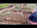 IBU EKO TANAM DAUN BABANG DITEMANIN SAMA PAK EKO