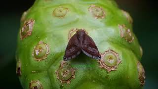 Download Lagu Betamovie sonoptor test | ant colony  | unique butterfly  MP3