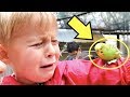 BIRD BULLY PECK'S LITTLE KID!!