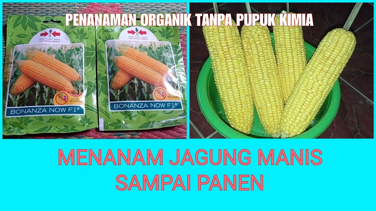 CARA MENANAM JAGUNG MANIS ORGANIK SAMPAI PANEN