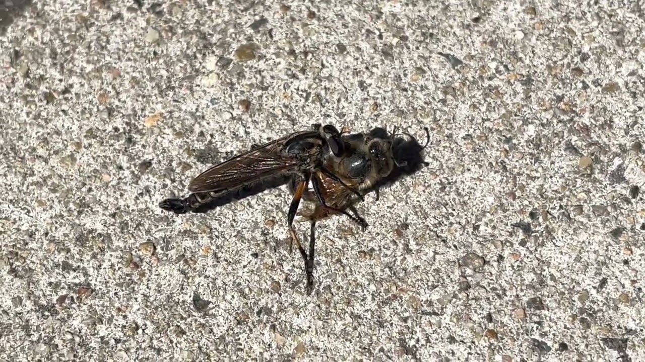 Robber Fly (Genus Cerdistus) (2023-02-04)