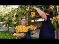 1000 JAPANESE PLUMS! Harvesting Loquats and Making Compote