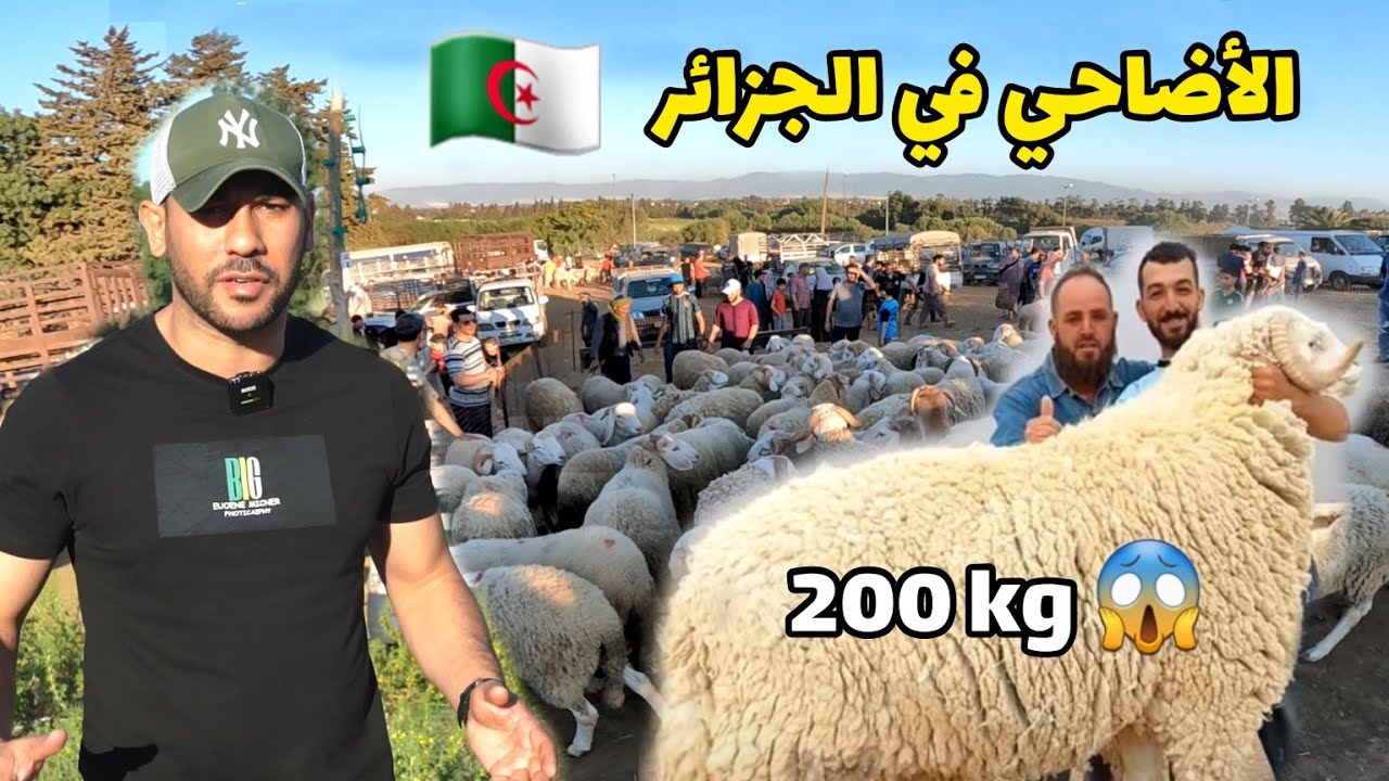 ذهبت لأول مرة إلى سوق الكباش في الجزائر - خروف 200 كيلو 😱