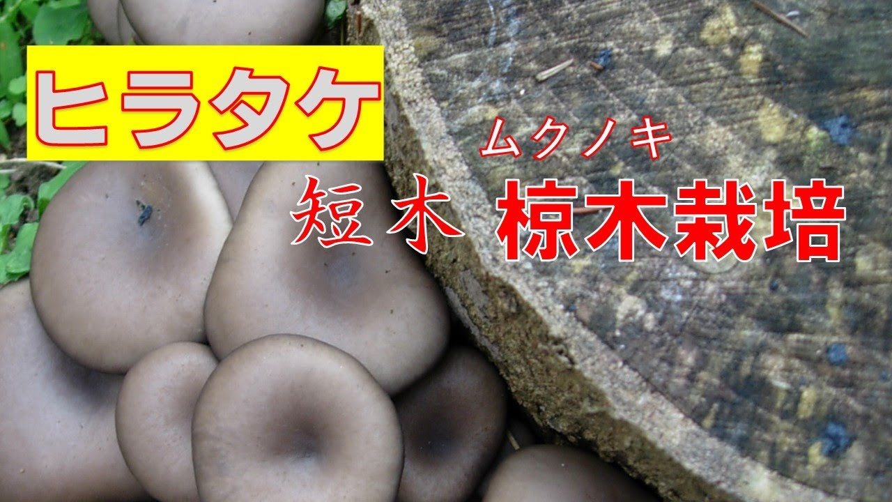 ヒラタケ栽培は、植菌した年に何回も収穫できるキノコです