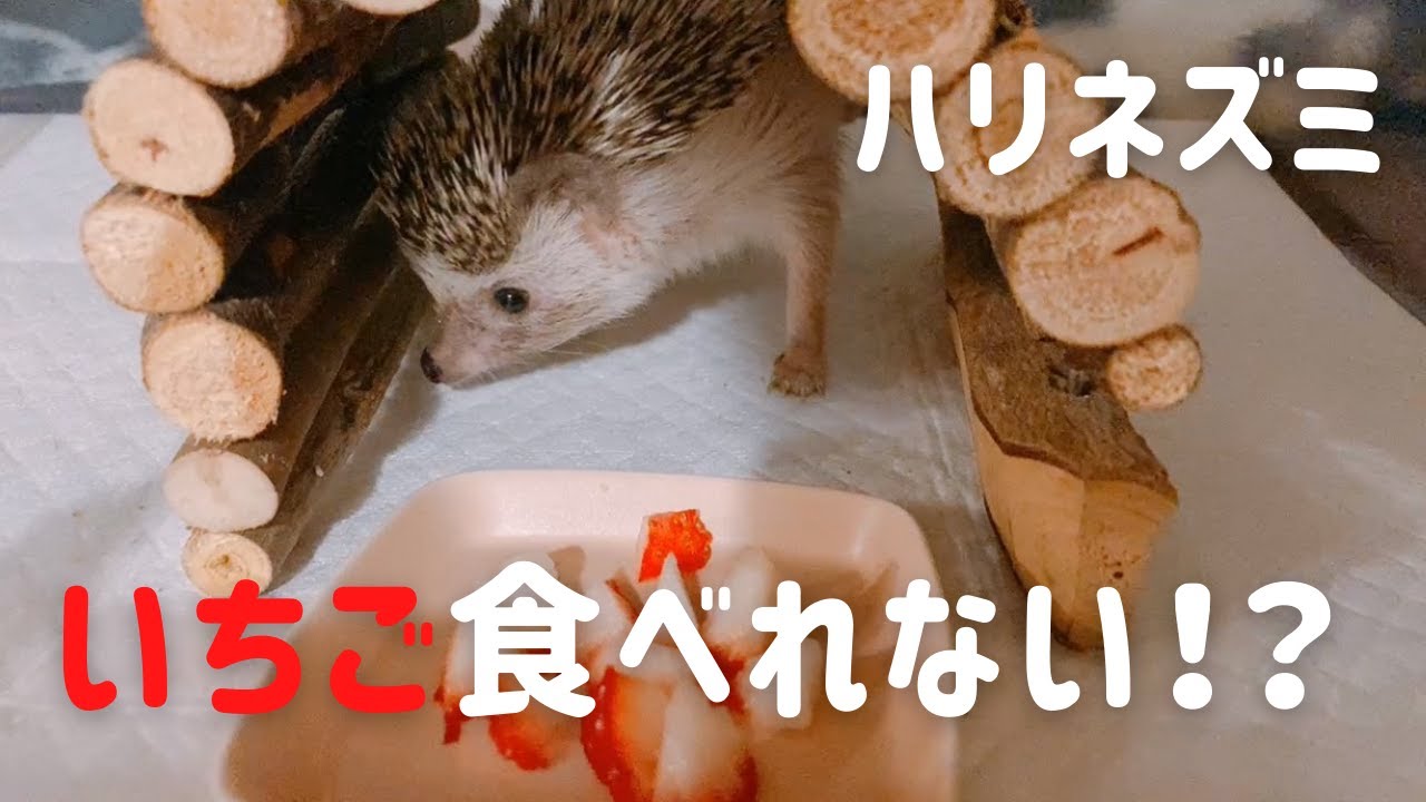 いちごとハリネズミ Hedgehog eating strawberries - YouTube