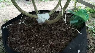 Growing outdoor party 15. update on squash borer problem..