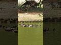 Duck Parade